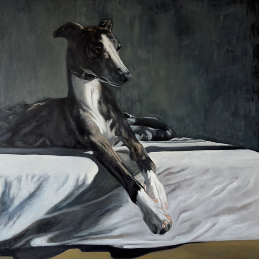 Whippet lying on a bed with a dark background